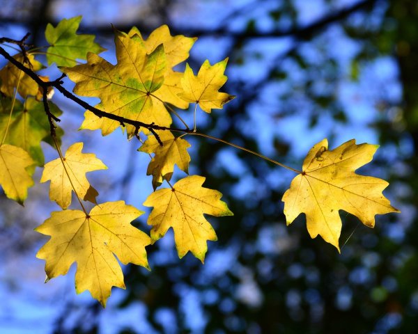Кленовый лист желтый