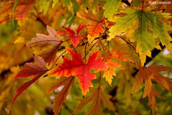 Красивый клен