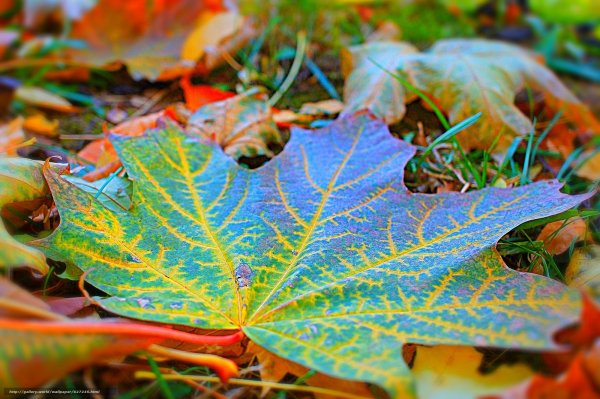 Разноцветные осенние листья