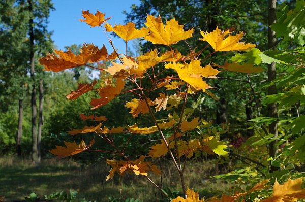 Клен остролистный осенью