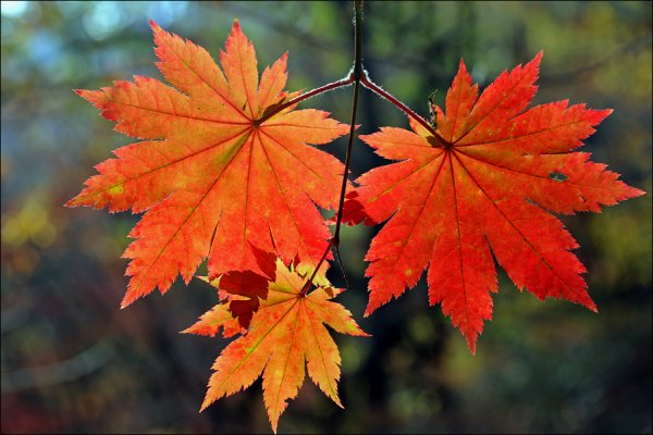 Кленовый лист осенью
