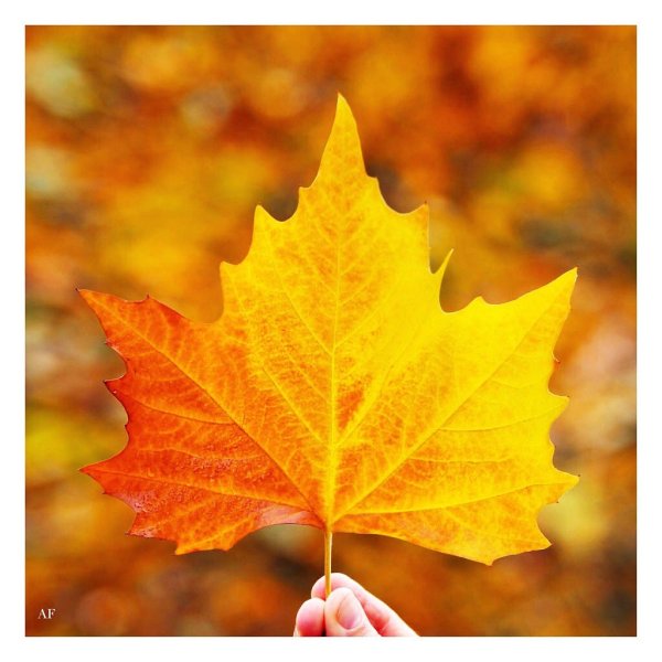 Лист клена в руке