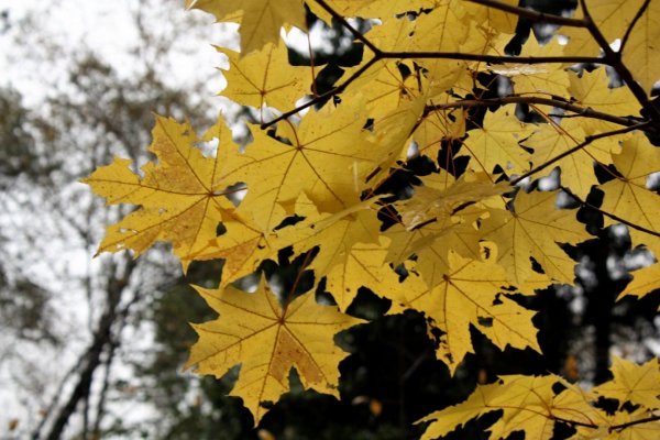 Клен остролистный 'Fairview' осенью