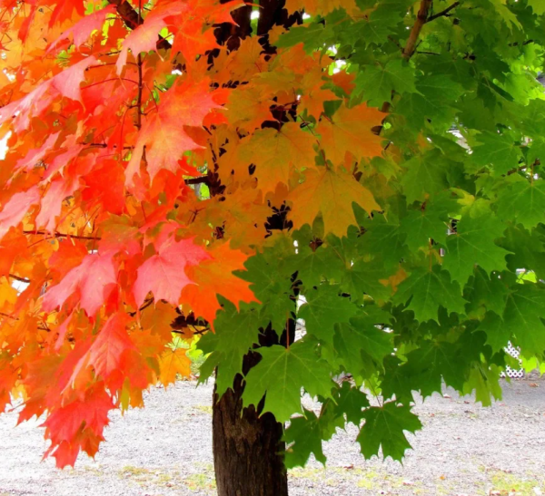 Клен дерево