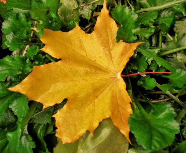 Клён листики клёна