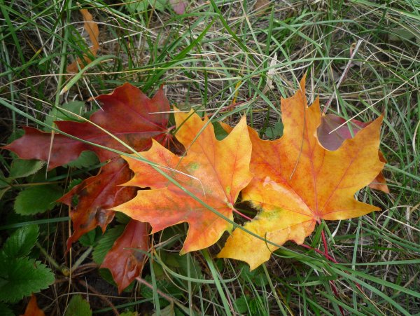 Кленовые листочки