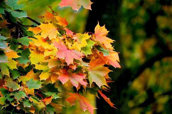 Европейский клен клен