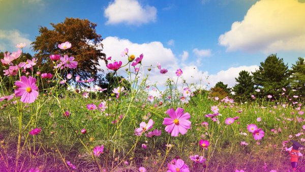 Летняя природа