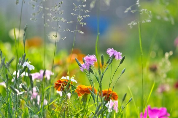 Обложка для группы летние цветы, травы, годы