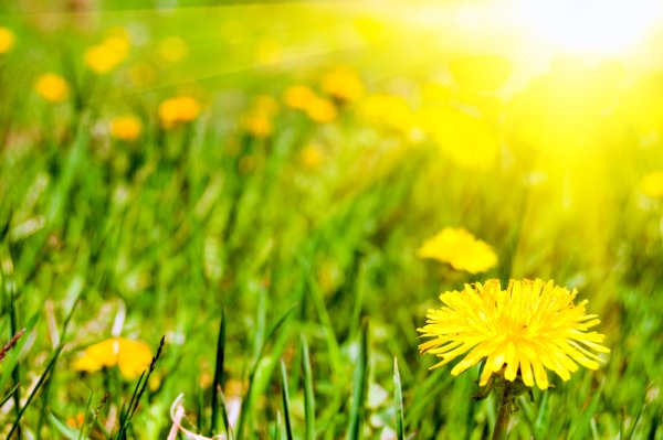 Картинка мое чудесное лето