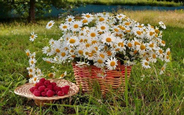 Доброго летнего дня