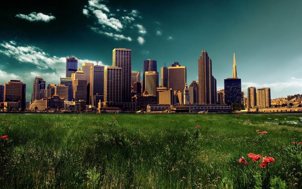 Поле в городе