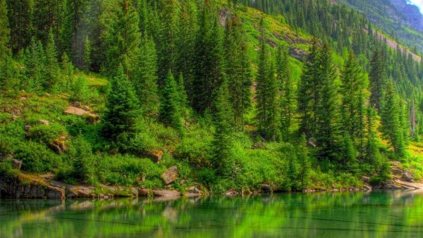 Темнохвойная Пихтовая Тайга Сибирь