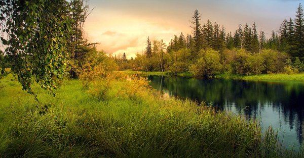 Природа Сибири летом