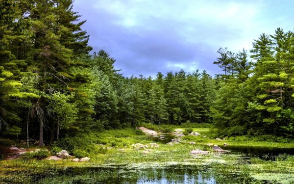 Река в Хвойной тайге