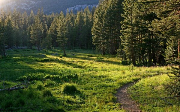 Лето Югра Тайга река