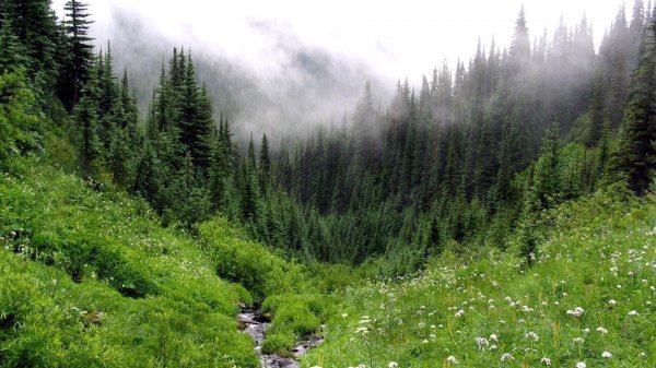 Ельники Лесная Поляна