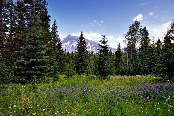 Тайга Саяны