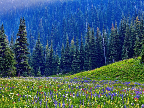 Лесные озера Урала