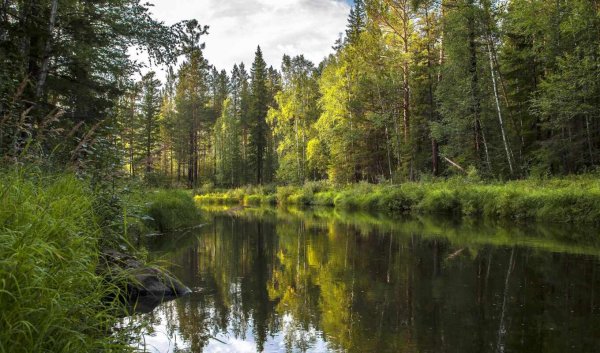Лесное озеро в Канаде