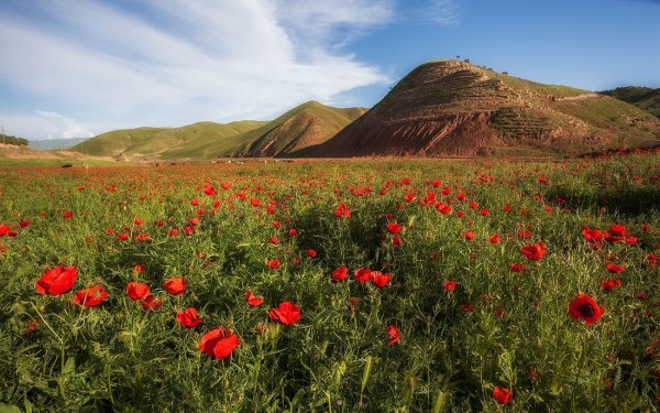 Маковые поля в горах Таджикистана