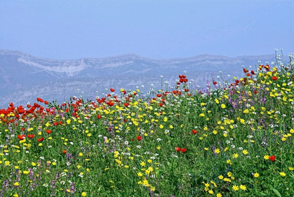 Весна горы Таджикистана Душанбе