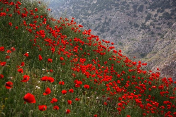 Таджикистан Дикие маковые поля