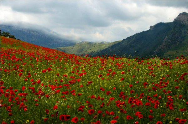 Горы Узбекистана Ферганская Долина маковые поля