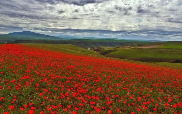 Маковые поля в Казахстане