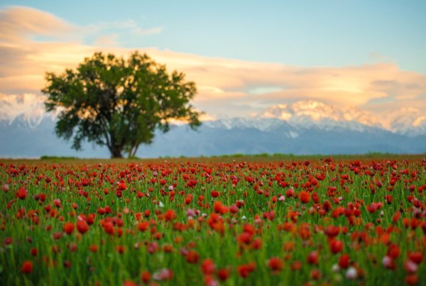 Яблоки и тюльпаны в Казахстане фото