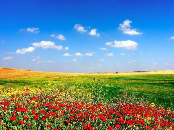 Поле цветы небо