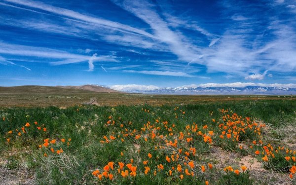 Тундровая степь