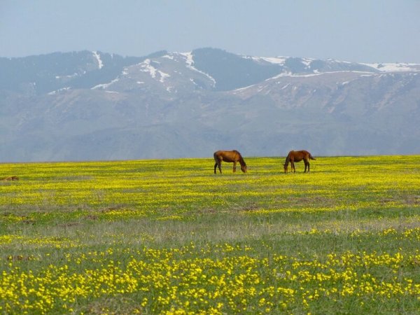 Чимкент степь