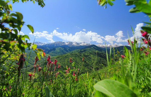 Климат Южного Казахстана