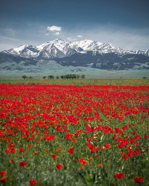 Маковые поля Алматы