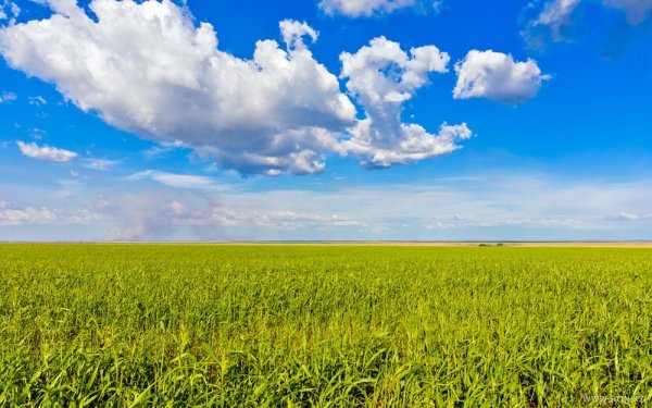 Степь Северо Казахстанская область