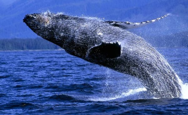 Тигровый кит