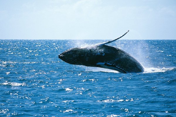 Кит фотографии для детей