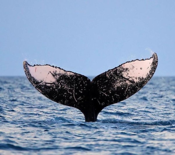 Той с хвостом