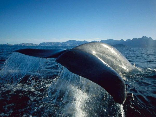 Кит Кашалот Касатка