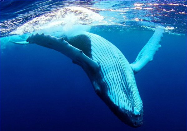 Открытка с китами