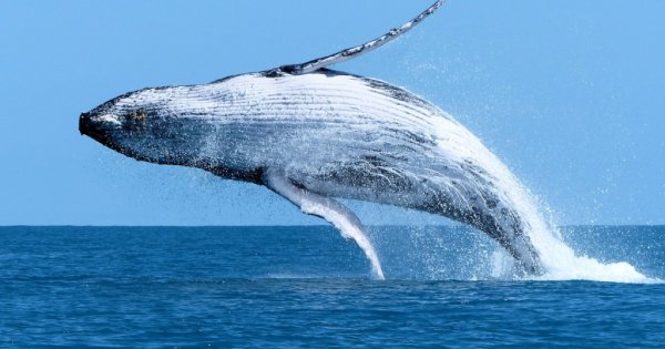 Киты фэнтези