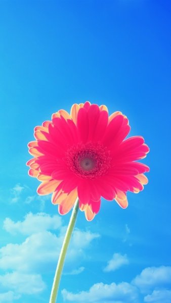 Лето цветы вертикальные