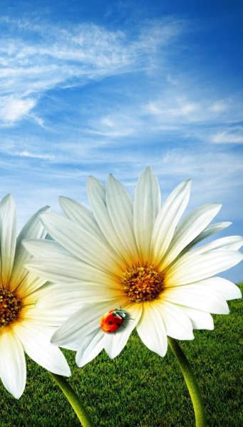 Лето солнце цветы