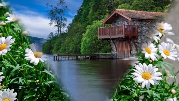 Ромашки обои на рабочий стол в высоком качестве