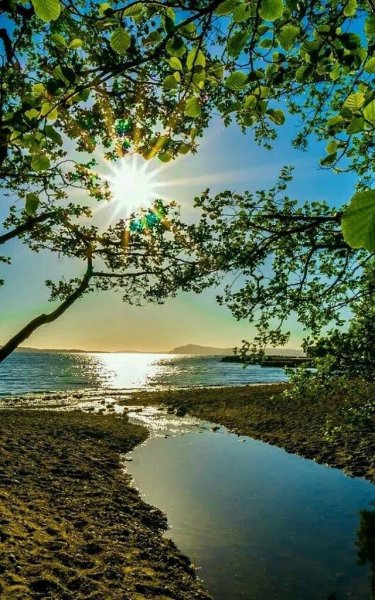 Девочка с подсолнухами