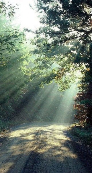 Зеленый лес