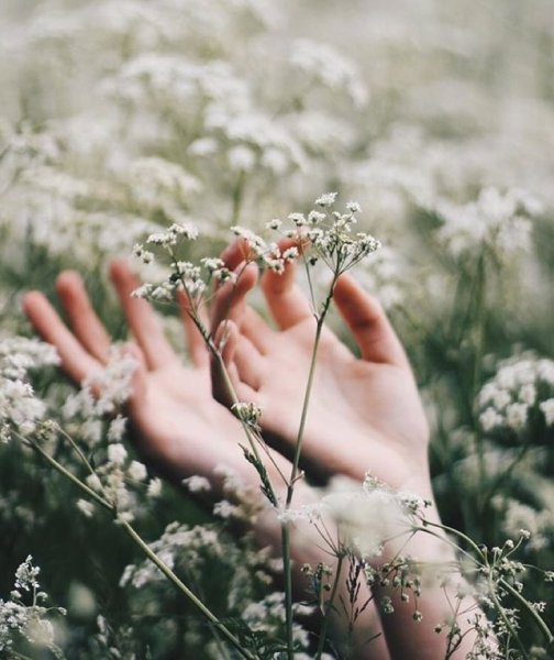 Полевые цветы в руках