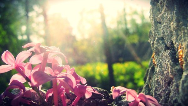 Девушка с ромашками Эстетика