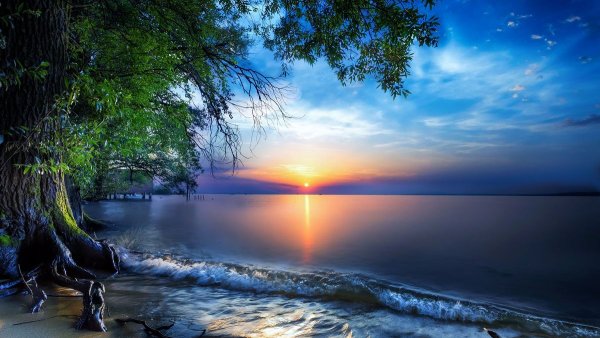 Васильковое поле в Подмосковье